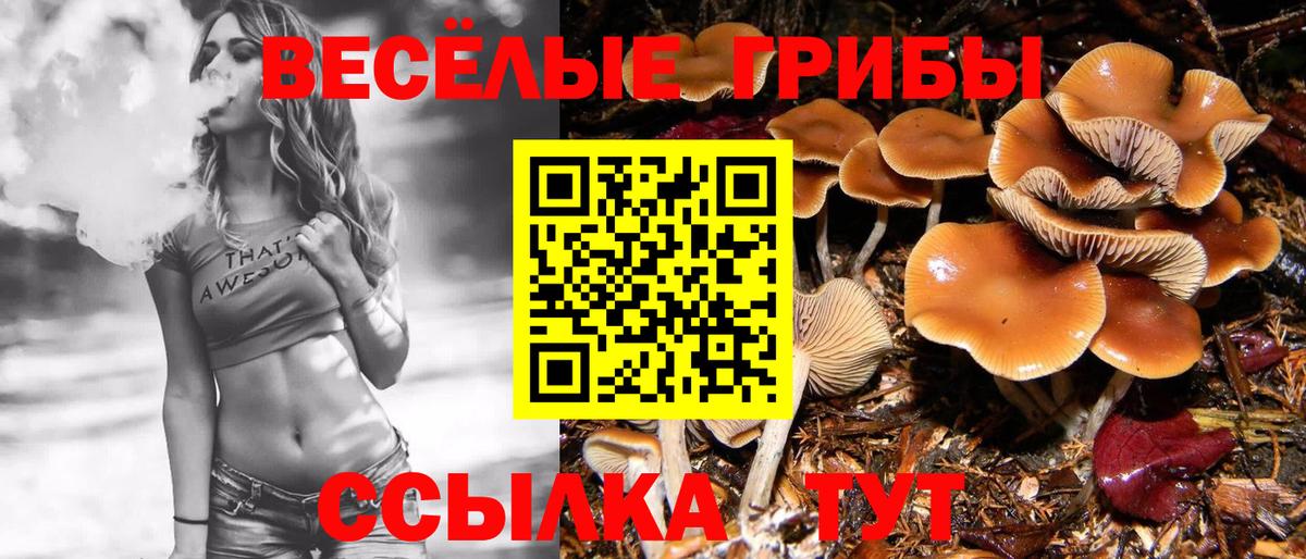 Галлюциногенные грибы Psilocybine cubensis  что такое   Псилоцибиновые грибы GOLDEN TEACHER  Качканар  Вход с VPN 